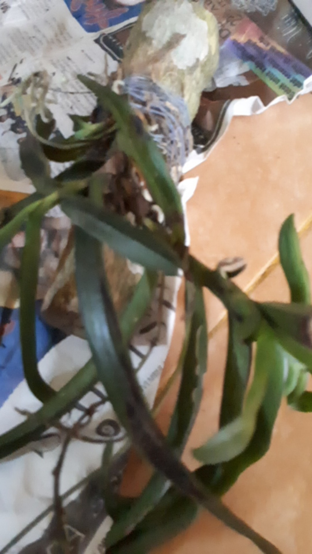 Sarcoglyphis Comberi