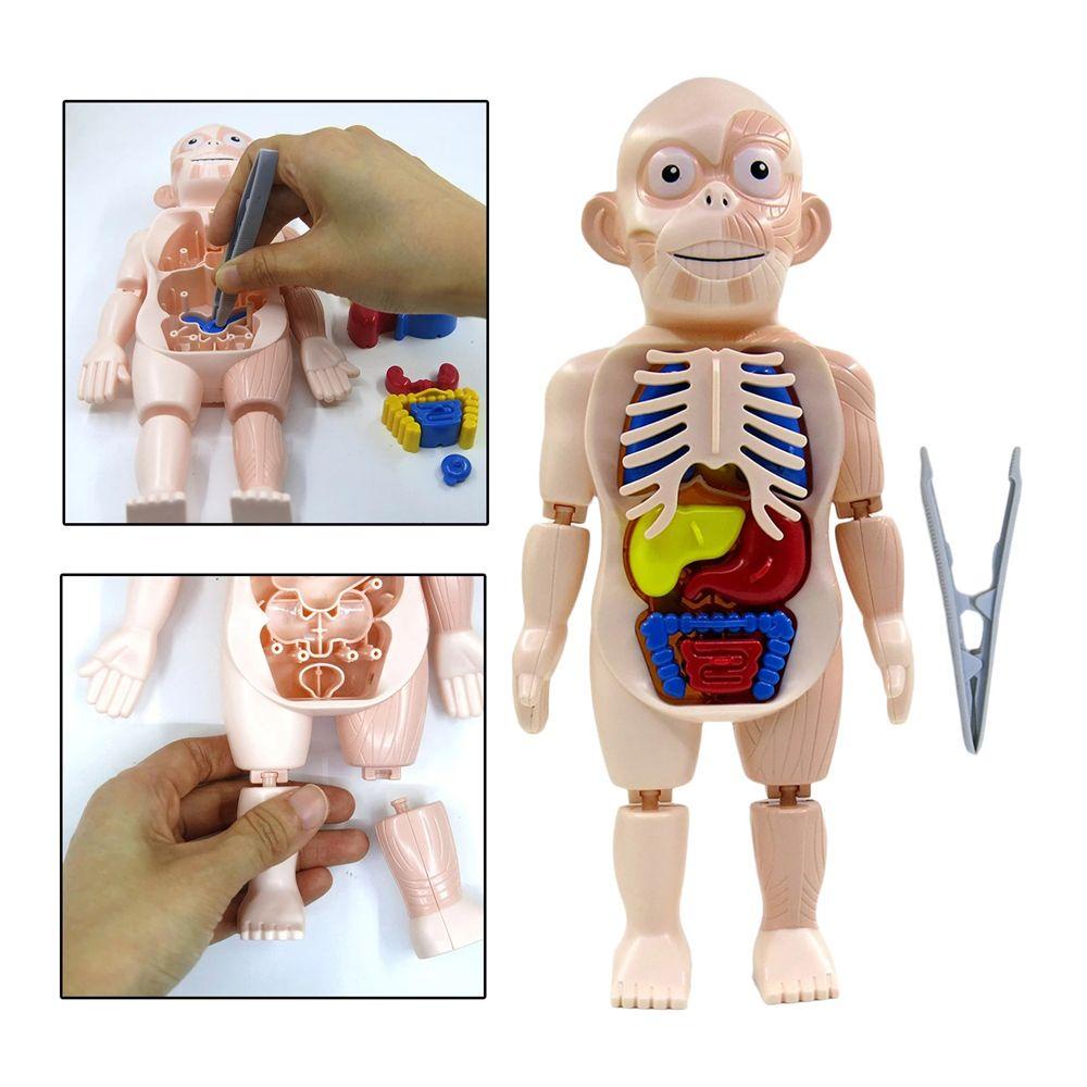 Lanfy Human Organ Model Puzzle 3D Khusus Boneka Tubuh Manusia Aksesoris Sekolah Anatomi Mainan Tubuh Organ Edukasi Belajar