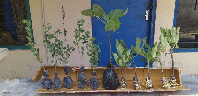 Promo 10  Bibit Bidara 15 20 Cm