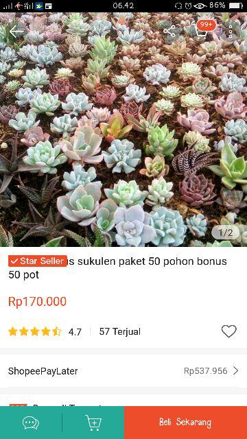 Kaktus Sukulen Paket 50 Pohon Bonus 50 Pot
