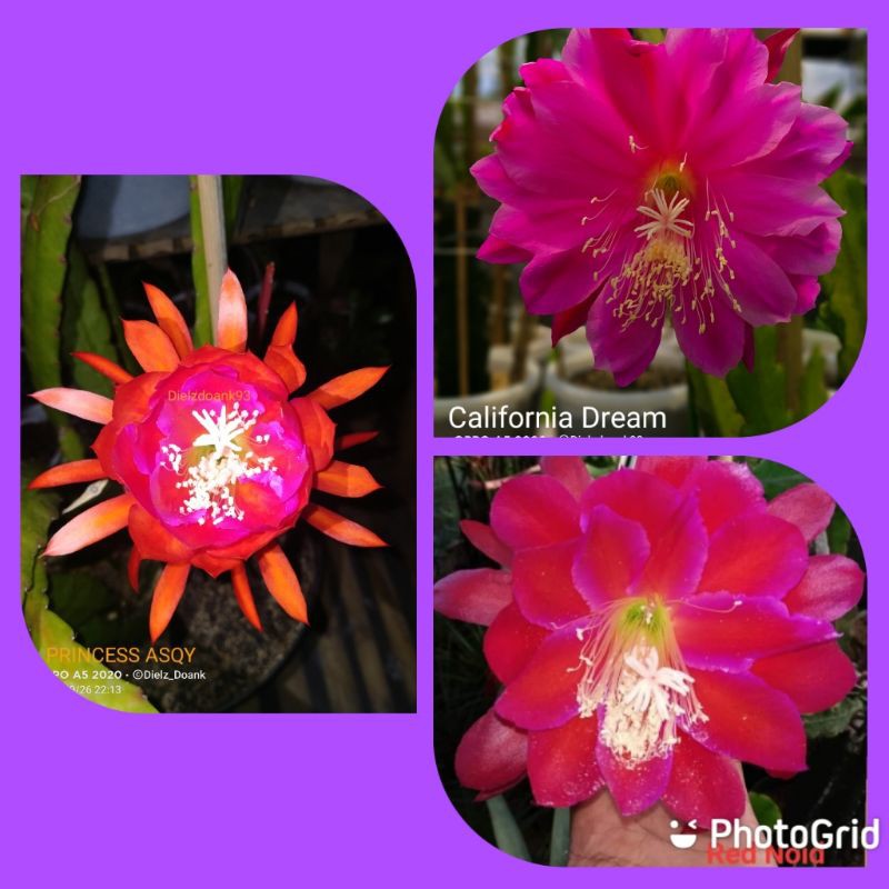 Paketan 3 jenis Cutting Epiphyllum Wijaya Kusuma Hybrid (import)