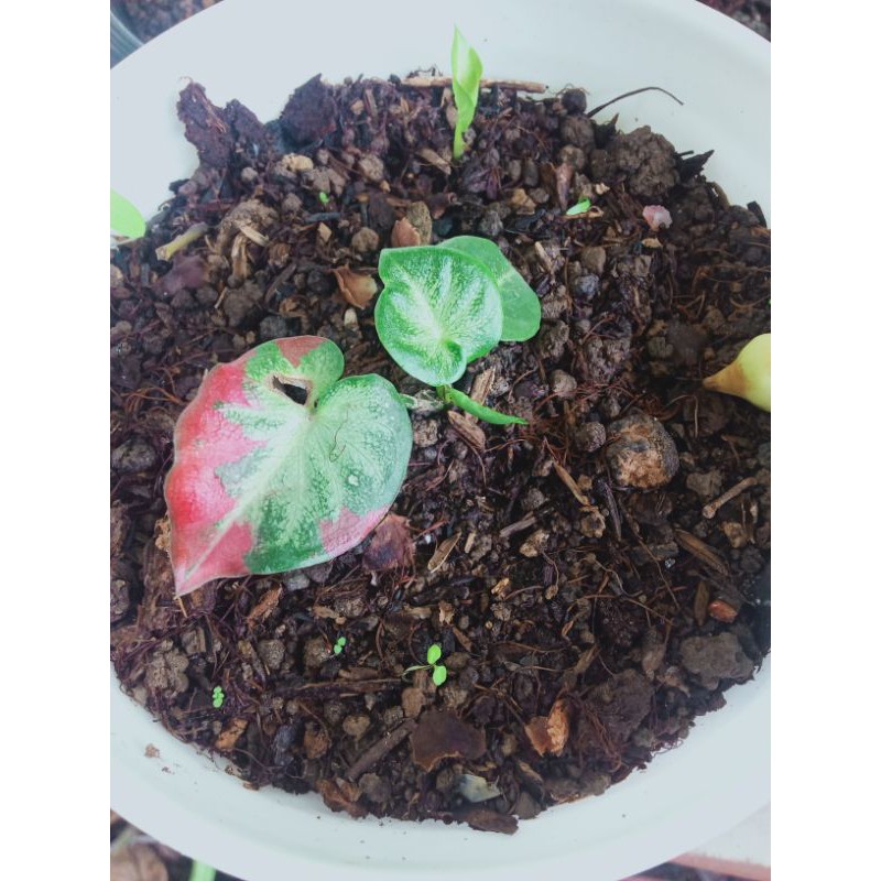 cat tumpah''' keladi Cat Tumpah