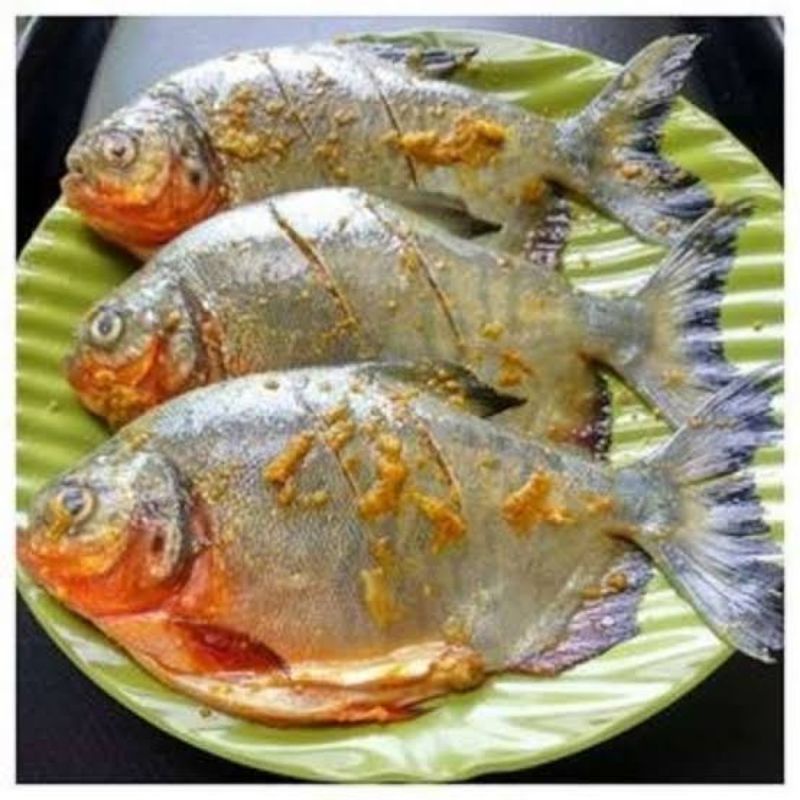 

Ikan Bawal Tawar 1Kg Bumbu Kuning / Siap Masak Fresh Segar BERGARANSI