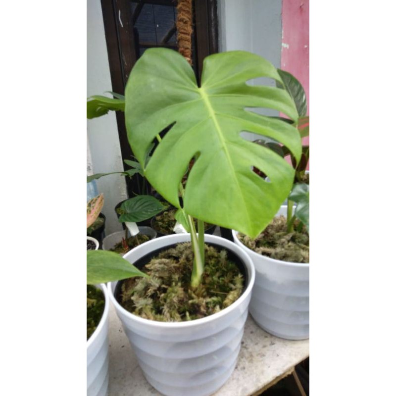 monstera acuminata