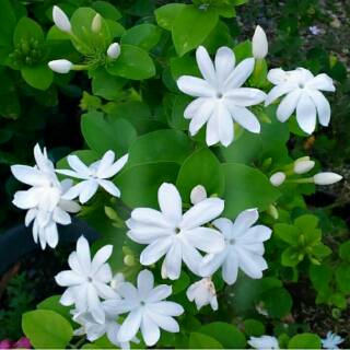 Jual Bibit bunga melati raja- melati putih- king jasmine | Shopee Indonesia