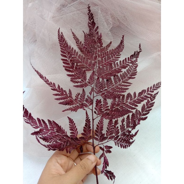 Daun Pakis / Daun Pakis Kering