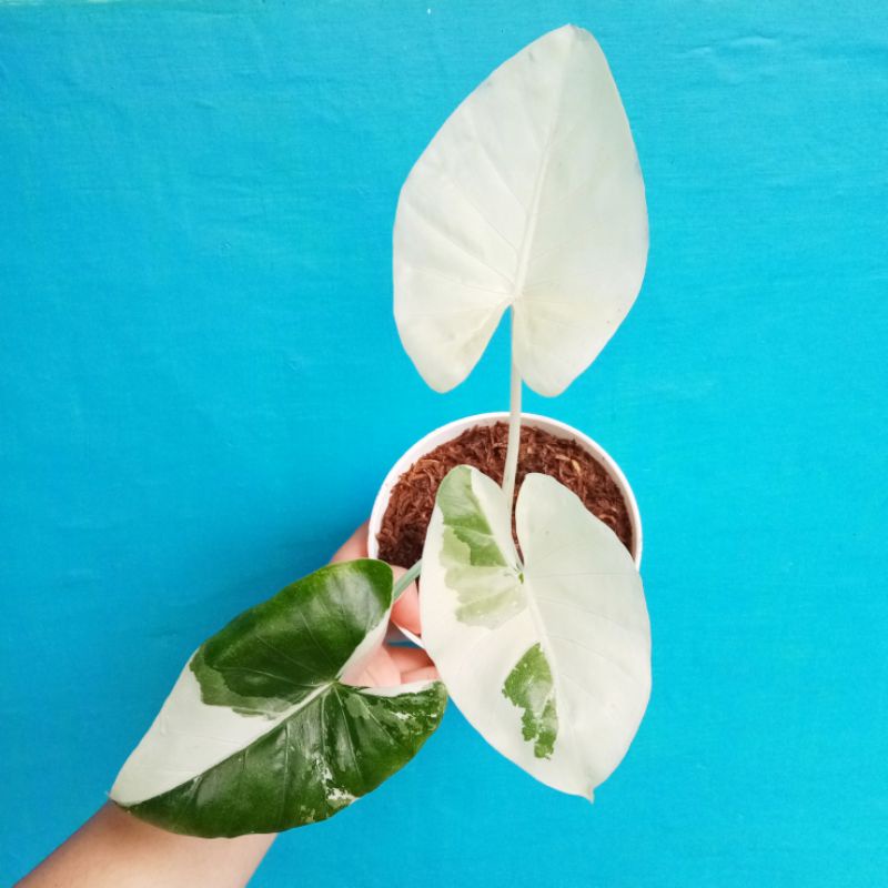 Alocasia Macrorrhiza Variegata / Sente Varigata