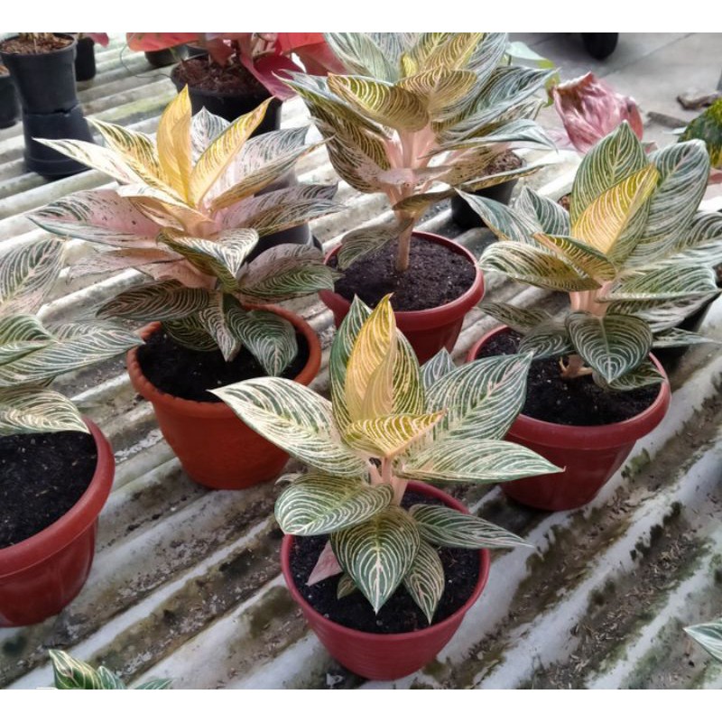 Bonggol Aglonema Golden Hope