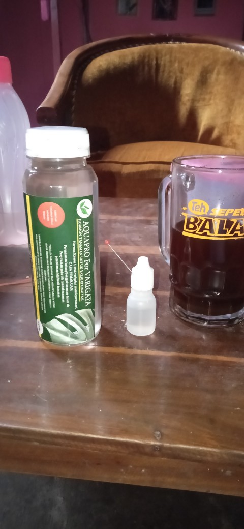 Hormon Variegata Tanaman Monstera Dll