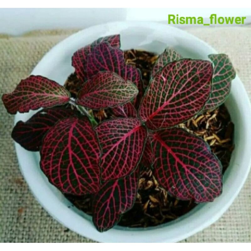 Pohon episcia mutiara merah/fetonia merah ( tanaman hias )