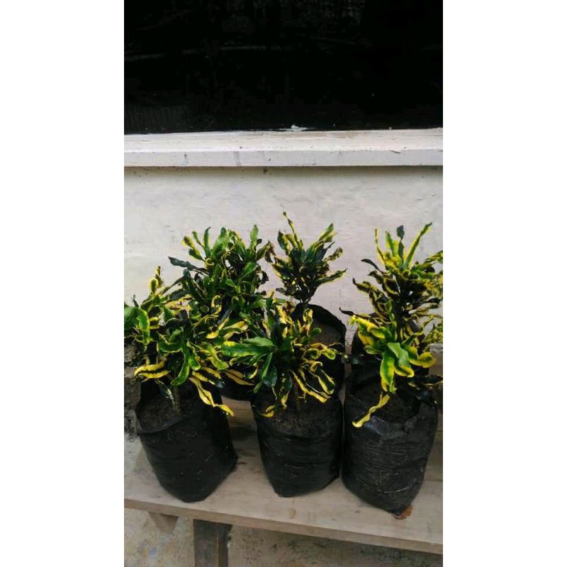 

puring bulan stek batang