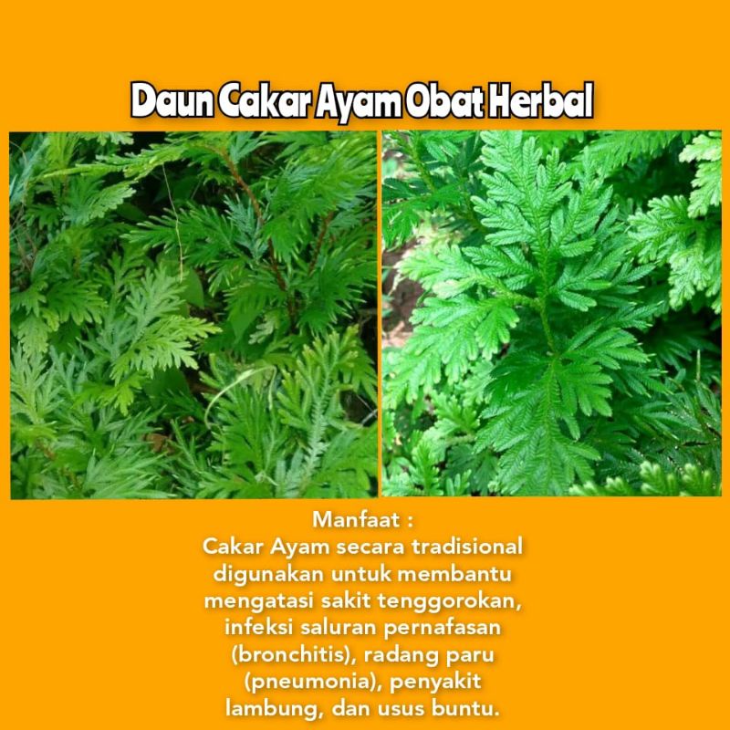 

DAUN CAKAR AYAM OBAT HERBAL 500-1 KG
