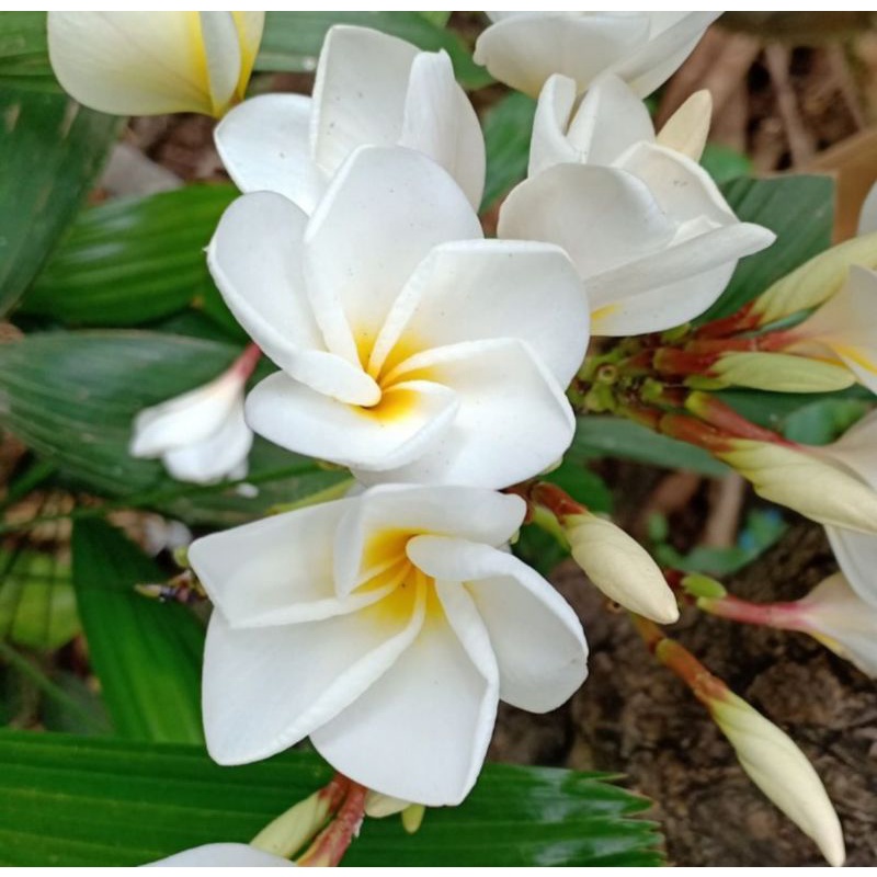 Kamboja Plumeria Bali Putih tinggi 1 meter Sudah Berakar