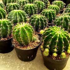 Tanaman Kaktus Mini - Mini Cactus BERGARANSI