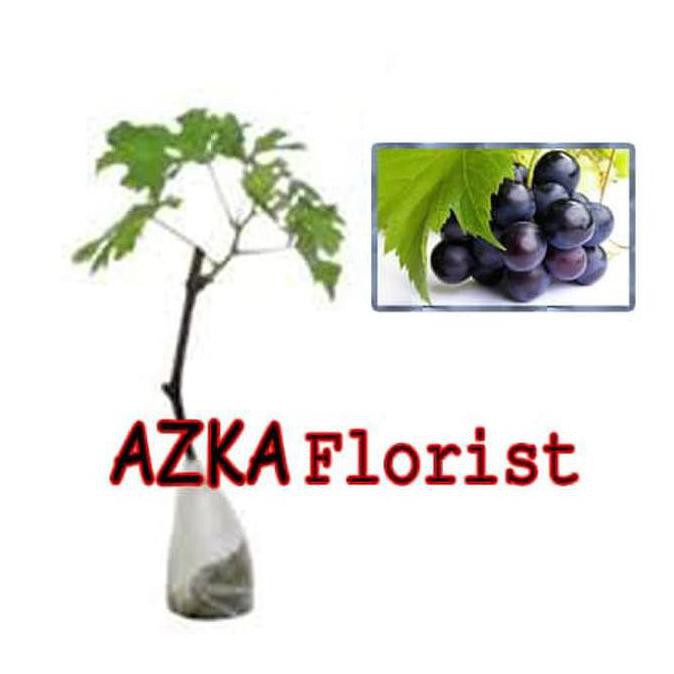 D4N H3Ro Promo Spesial 10 Bibit Tanaman Buah Anggur Hitam Gsp N3W