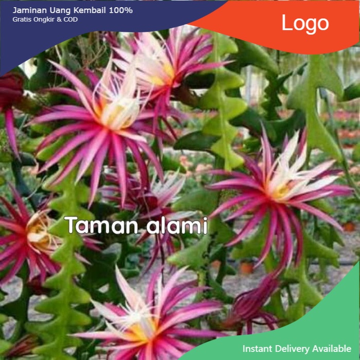 tanaman wijaya kusuma keris -wijaya kusuma