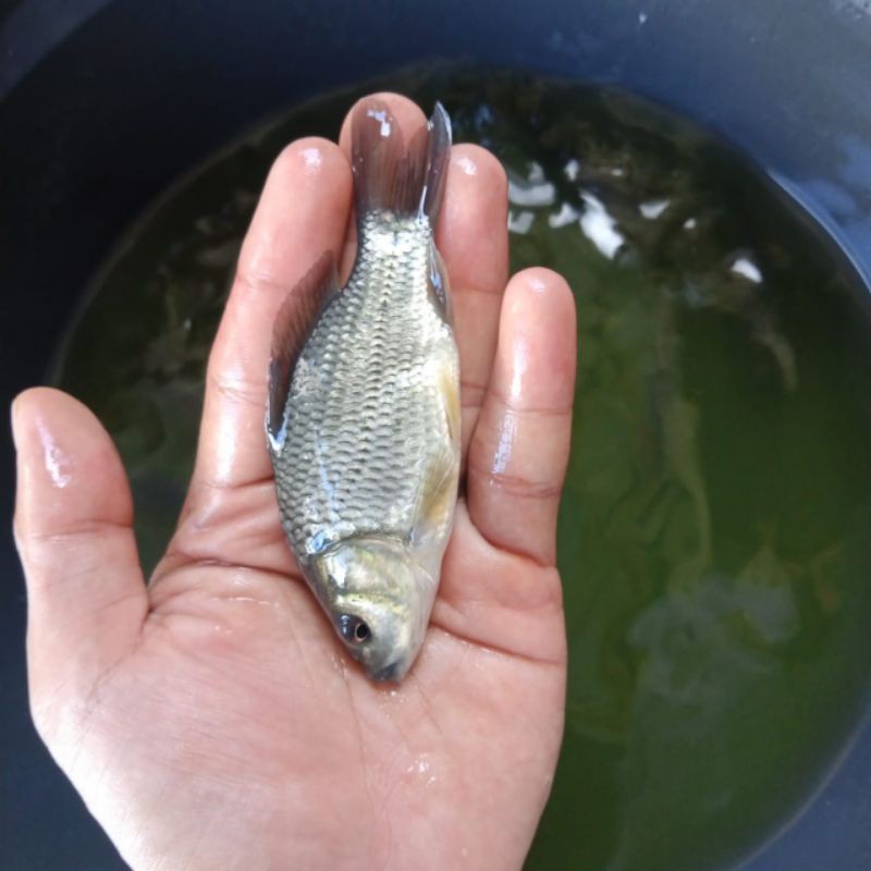 Ikan Emas - Bibit Ikan Emas - Bibit Ikan - Bibit Emas