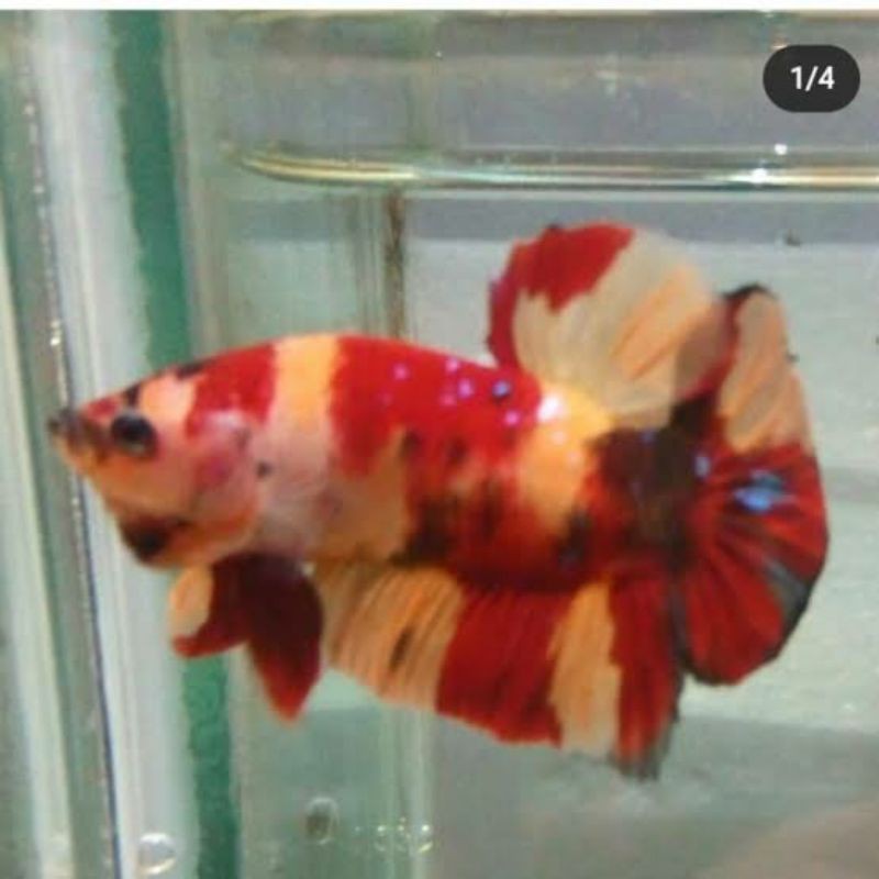 Cupang Plakat Nemo Koi