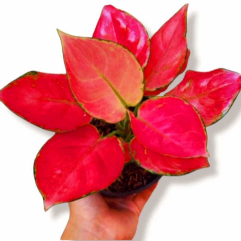 Aglaonema red anjamani mutasi / Aglonema red anjamani florist nursery/ Aglonema red anjamani (Tanaman hias aglaonema red anjamani - tanaman hias hidup - bunga hidup - bunga aglonema - aglaonema merah - aglonema merah - aglaonema murah - aglaonema murah
