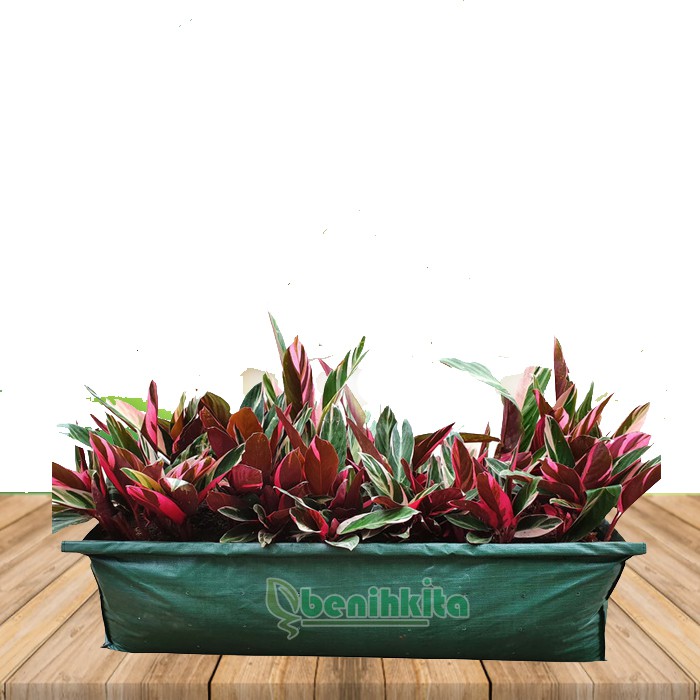 Hedge Planterbag/Pot Tanaman (Medium)