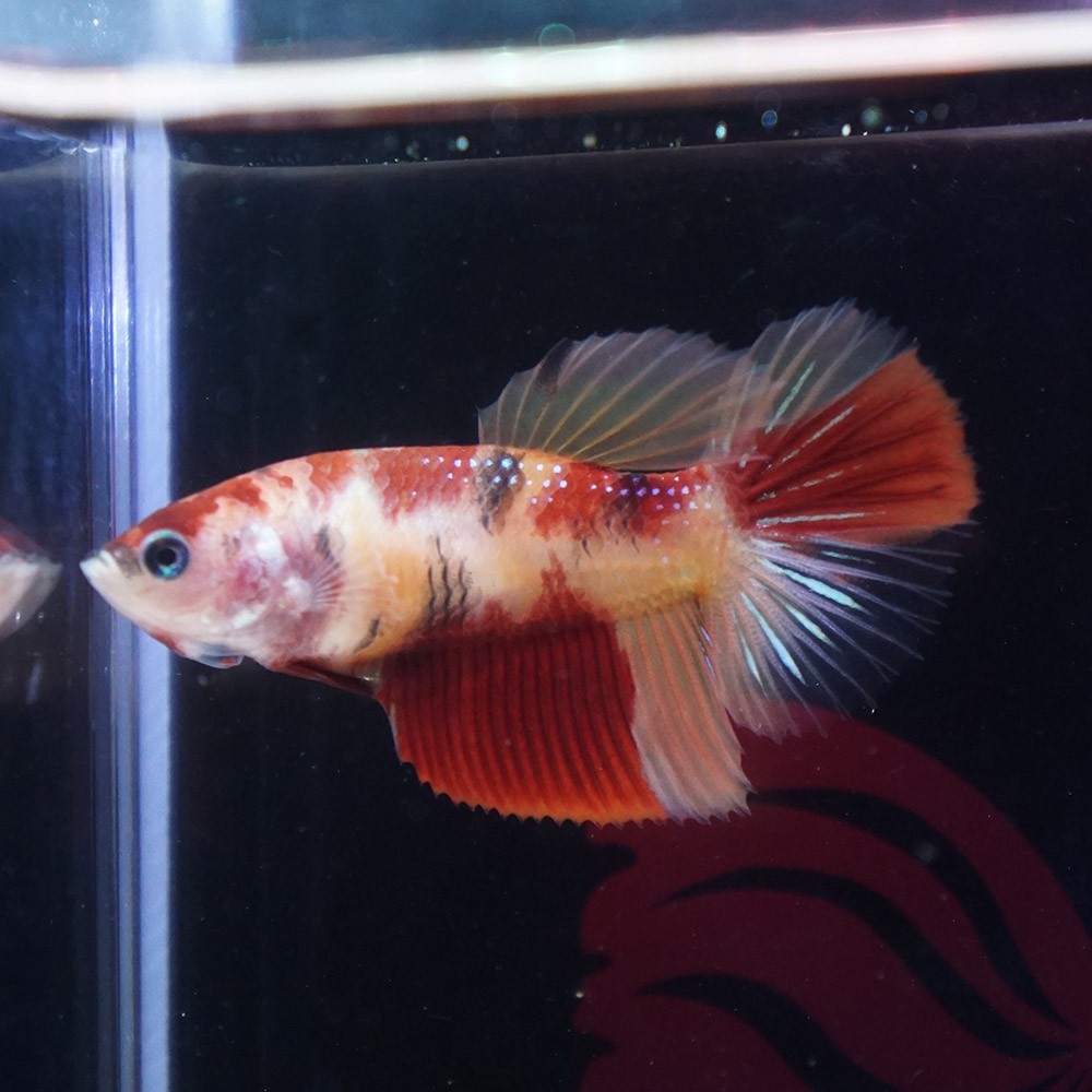 cupang female halfmoon nemo galaxy betina DES