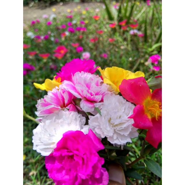 

Paket hemat krokot mix (5 warna)