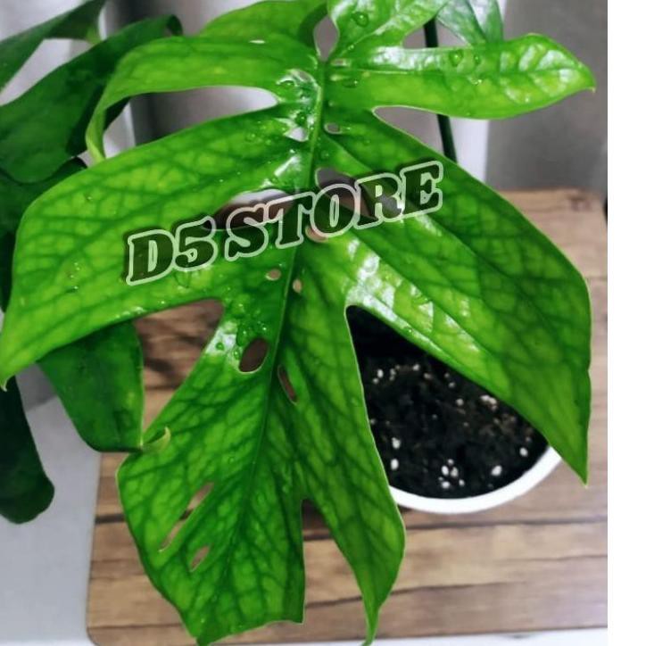 [AGEN] tanaman hias monstera amydrium medium/ amydrium medium