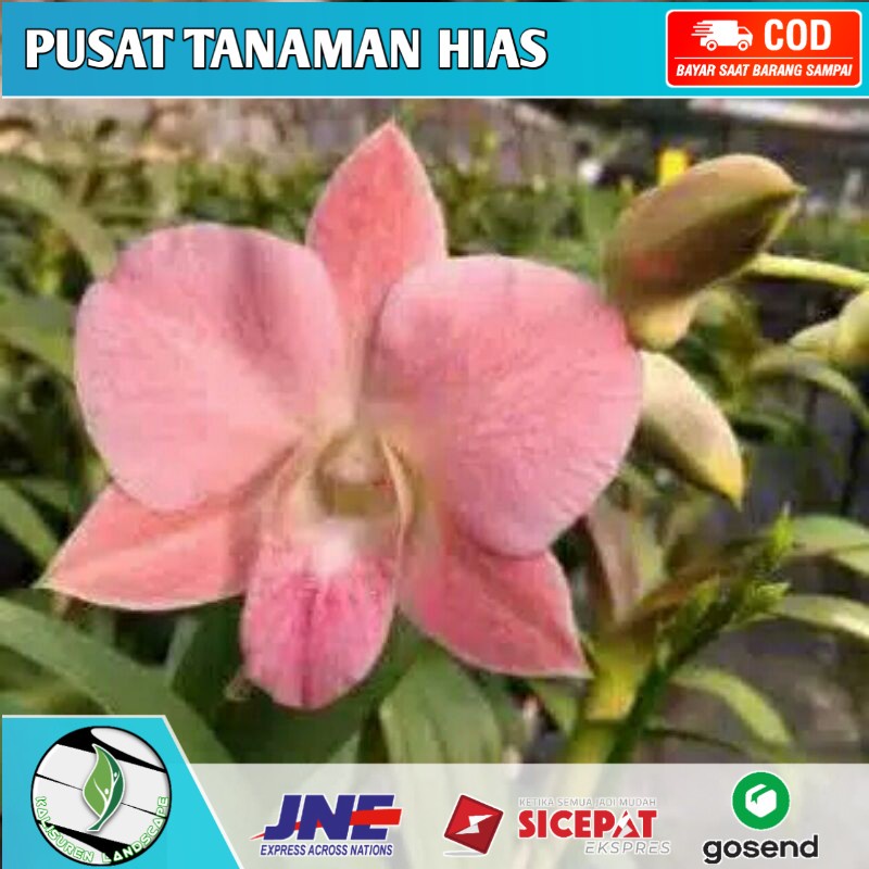 Seedling anggrek dendrobium sripatum orange