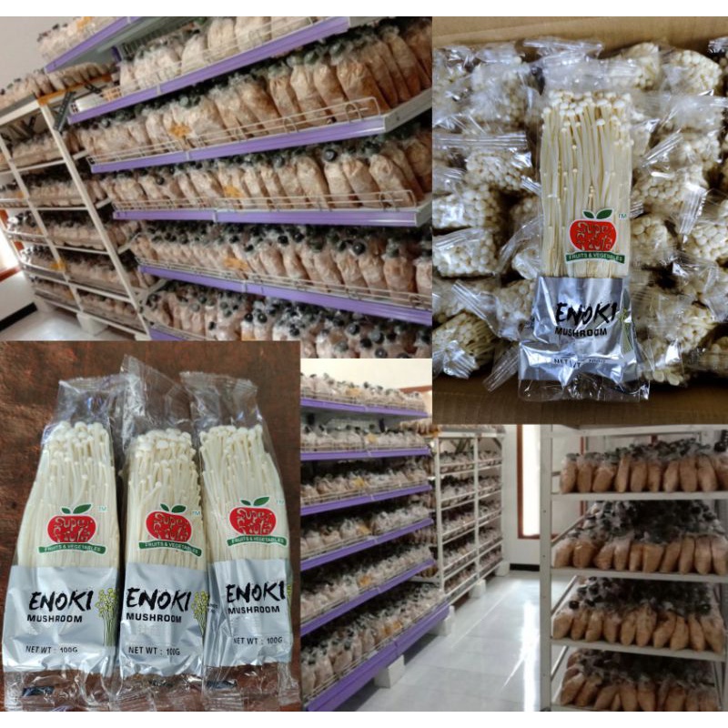paket bibit jamur enoki