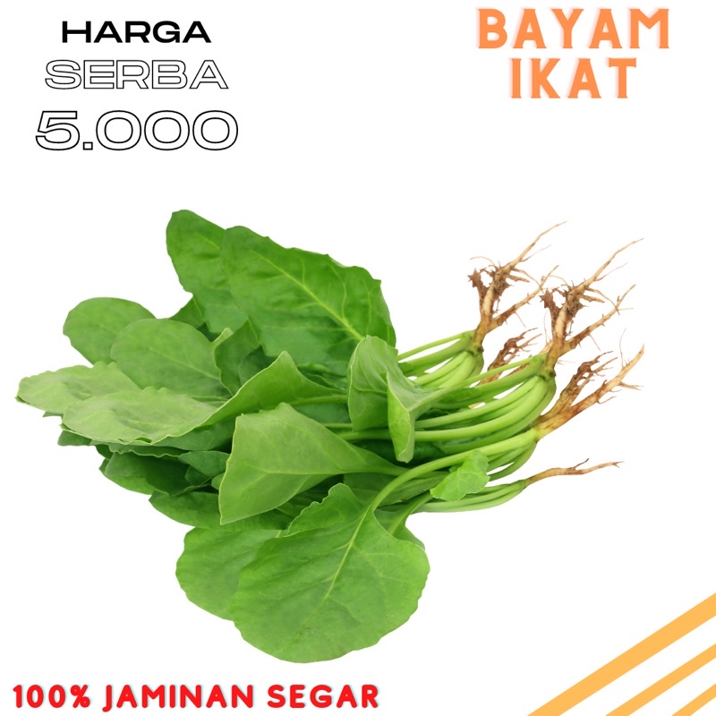 

Bayam ikat segar