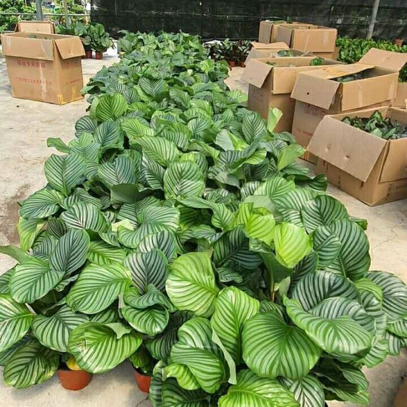 PROMO!! Tanaman hias calathea orbiforia