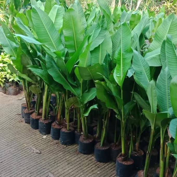 jual pisang karibay 1 meter - pisang hias karibay - only gojek