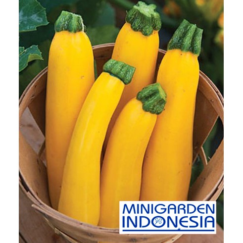 3 Benih Zucchini Cherub F1 bibit tanaman sayuran TIMUN suchini zukini sucini sukini kuning