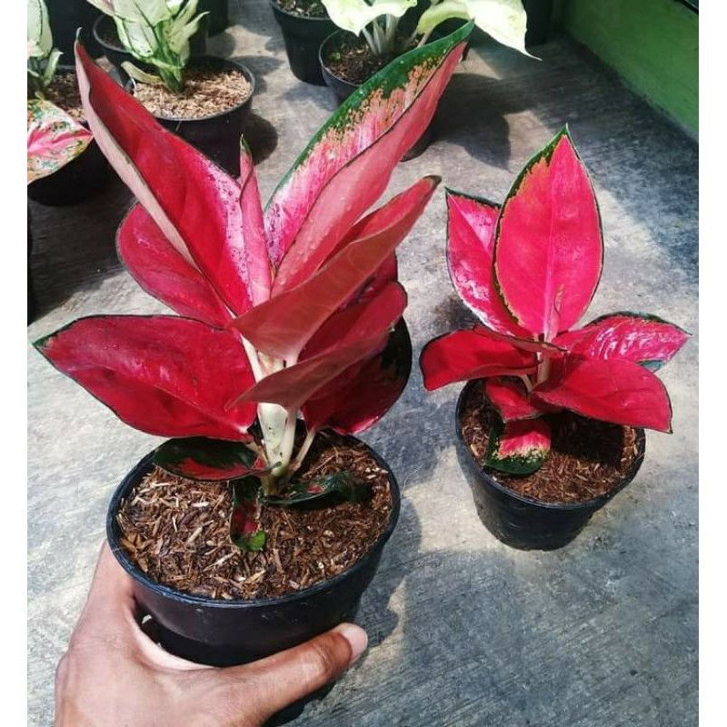 Aglonema suksom jaipong stang pendek suksom culture Aglonema suksom jaipong stang pendek suksom culture