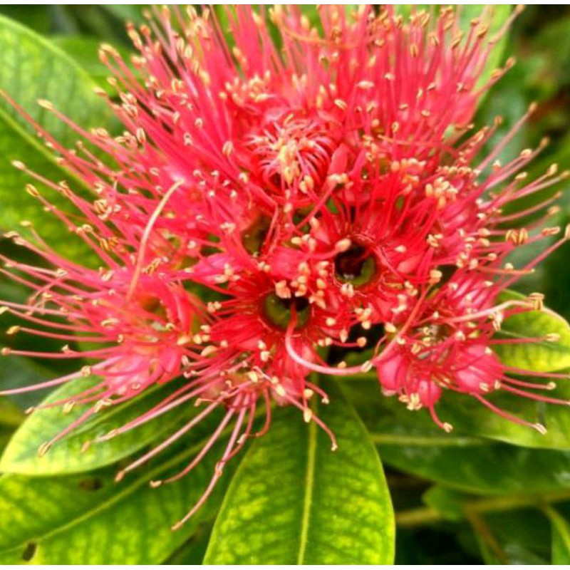 tanaman hias santos lemon bunga merah - tanaman bunga santos lemon - santos lemon - bunga santos