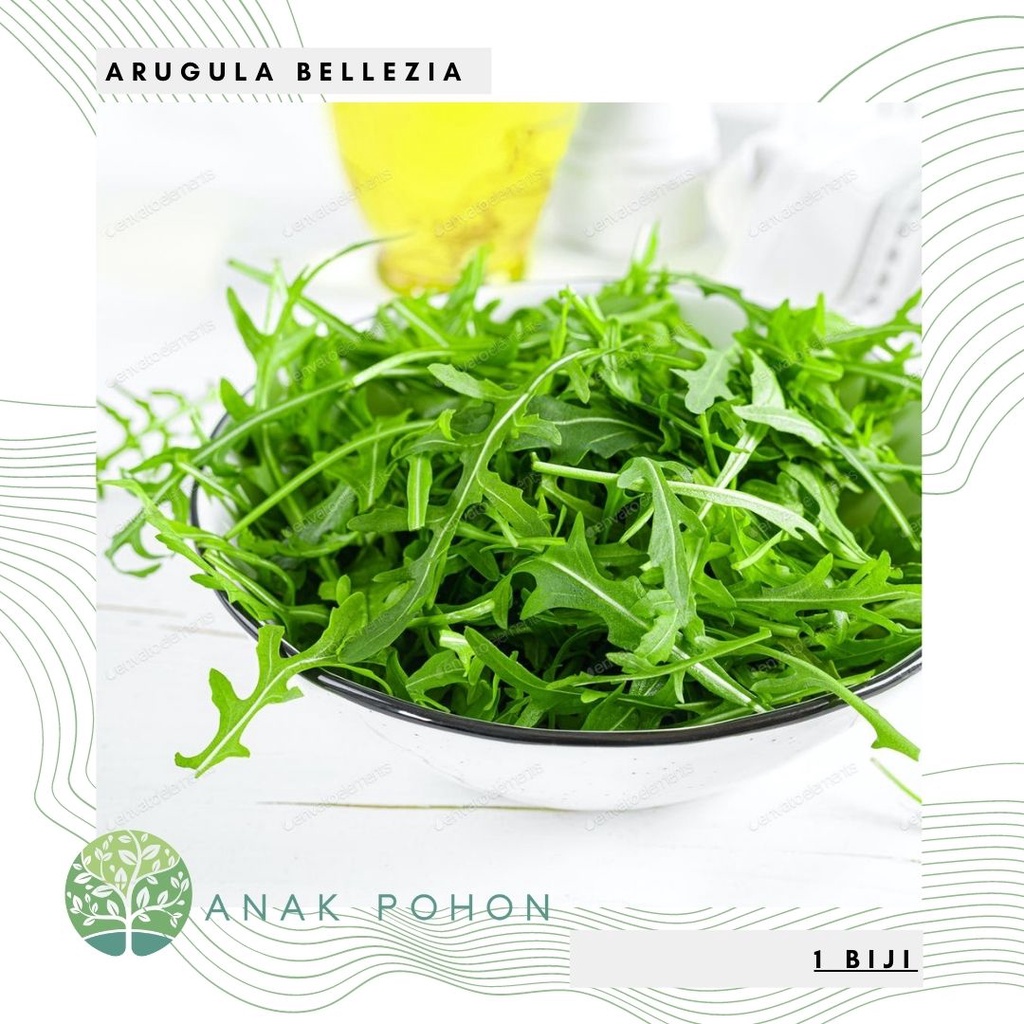 Benih Bibit Biji - Arugula Bellezia (Wild Arugula Rocket) Salad Leaves Seeds - IMPORT