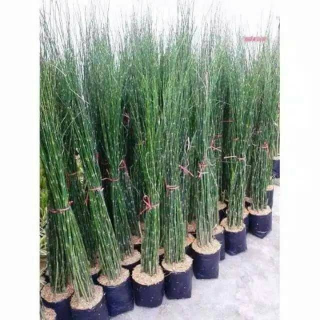 Jual Tanaman Bambu Air Tanaman Hias Air Bambu Air Shopee Indonesia