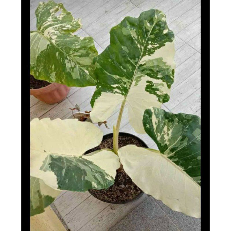 Caladium Sente Varigata /Keladi sente Varigata / Tanaman Hias Import Termurah