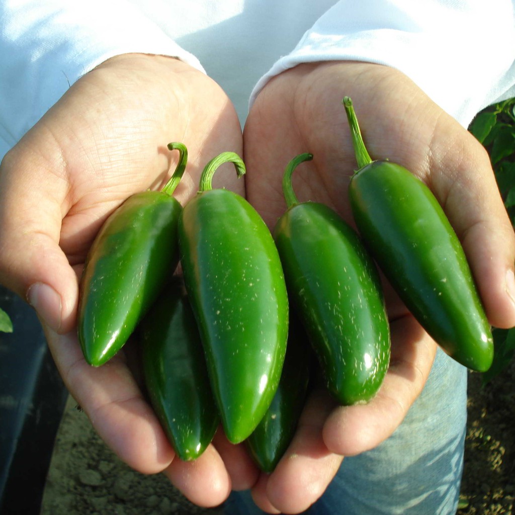 5 Bibit Cabe Jalapeno Fanatic F1 Hibrida Benih Sayuran Cabai Jalapeno Known You Seed Tanaman Sayur