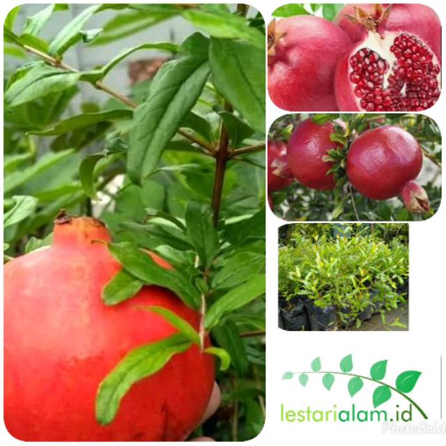 Bibit pohon delima merah bibit tanaman pohon delima merah