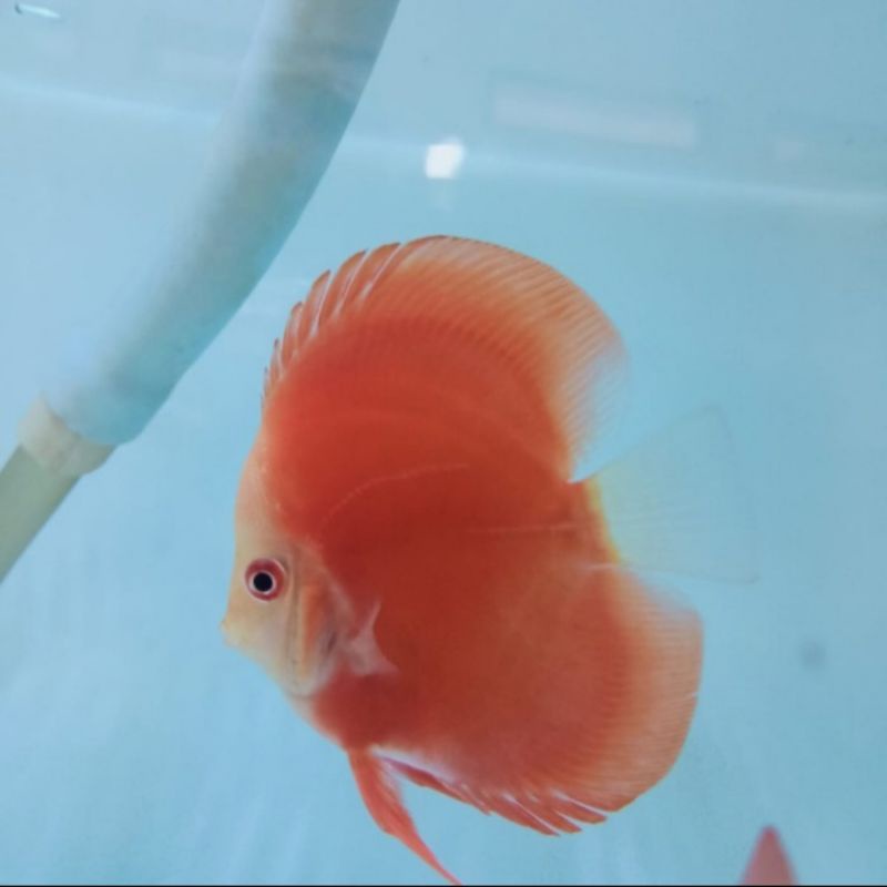 discus red melon higt body