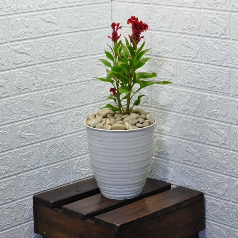 Tanaman Hias Berbunga Jengger Ayam / Celosia Cristata