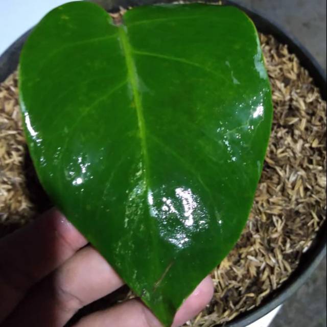Bonggol Monstera Variegata Baby Monstera Variegata Shopee Indonesia