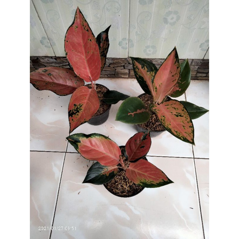 aglonema kocin tembaga