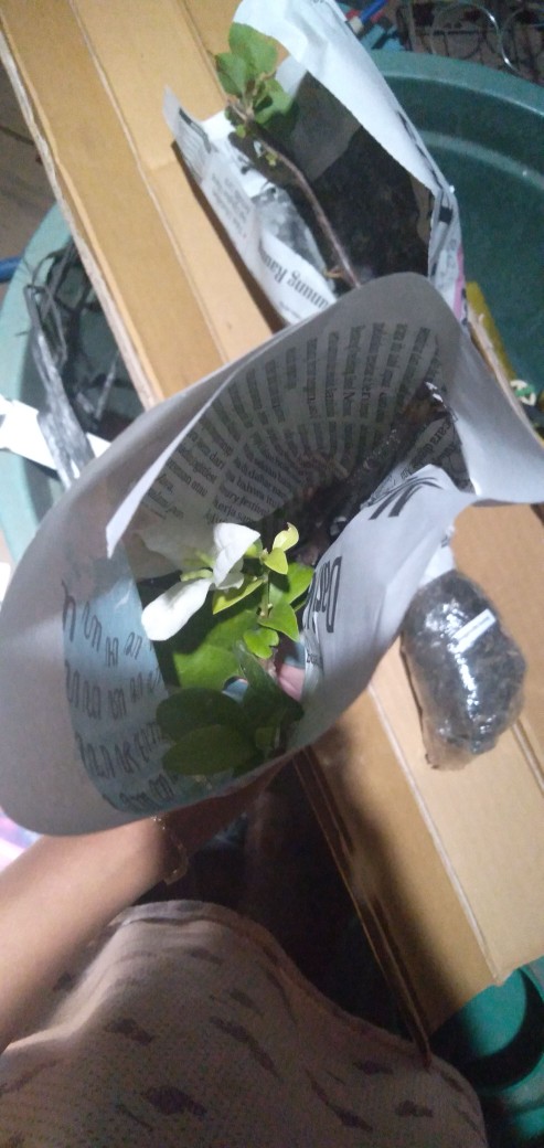 Tanaman Hias Taman Bougenville Putih