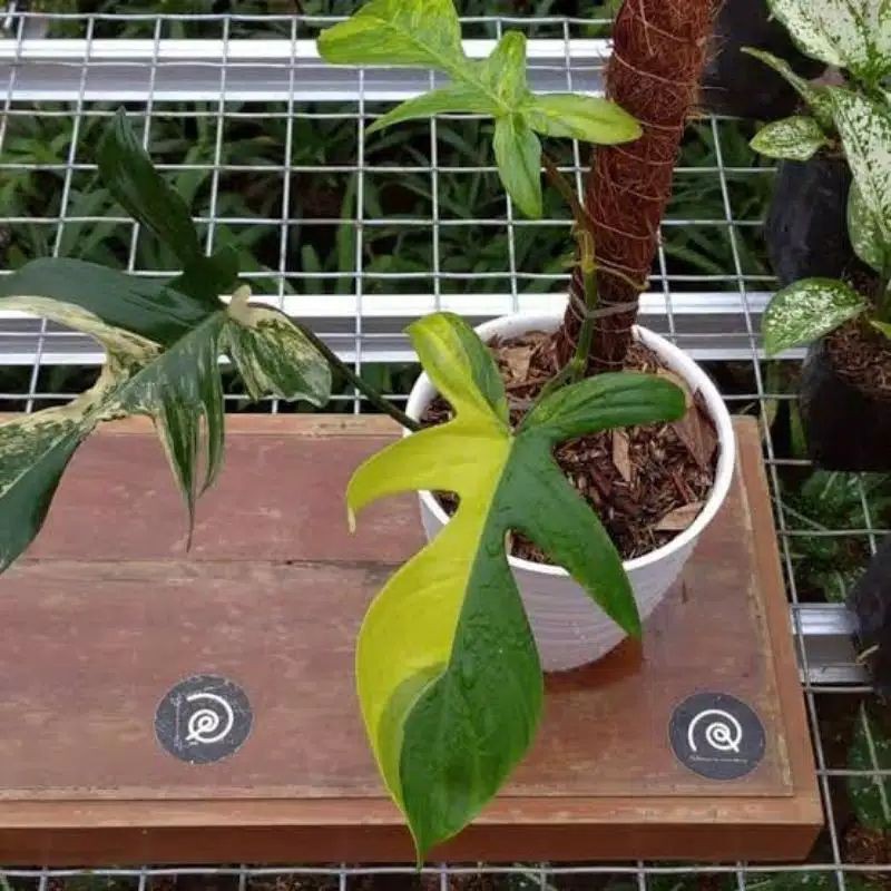 bonggol philodendron florida beauty varigata