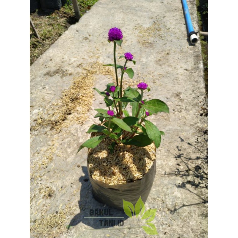 Flash Sale Tanaman Hias Bunga Kancing Ungu gBm5O39Fq9NLjB