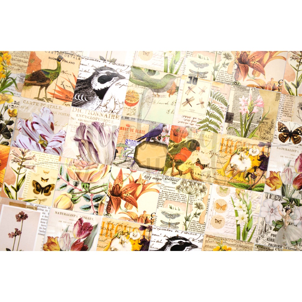 Stiker Vintage Bird And Flower Sticker Motif Burung DIY GH 303413