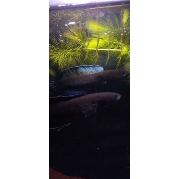 andrao calon gondrong