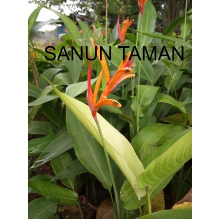 jual tanaman hias heliconia - pohon heliconia - pisang pisangan heliconia